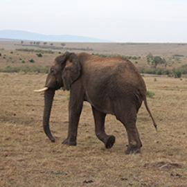 Revisiting Gay Bradshaw’s Work